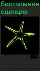 Живой организм биолюминесценция в виде светящейся пятиконечной звезды на темном фоне желтым цветом