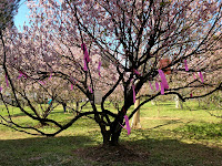 Bosque das Cerejeiras no Parque do Carmo