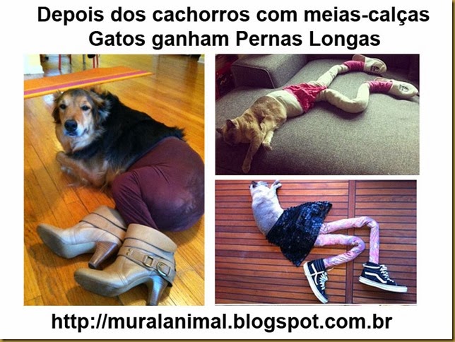 caes-gatos-meias