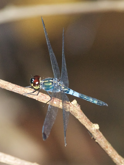 Cratilla metallica