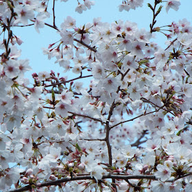 石神井川　加賀橋の桜