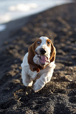 Running Basset Hounds Seen On www.coolpicturegallery.us