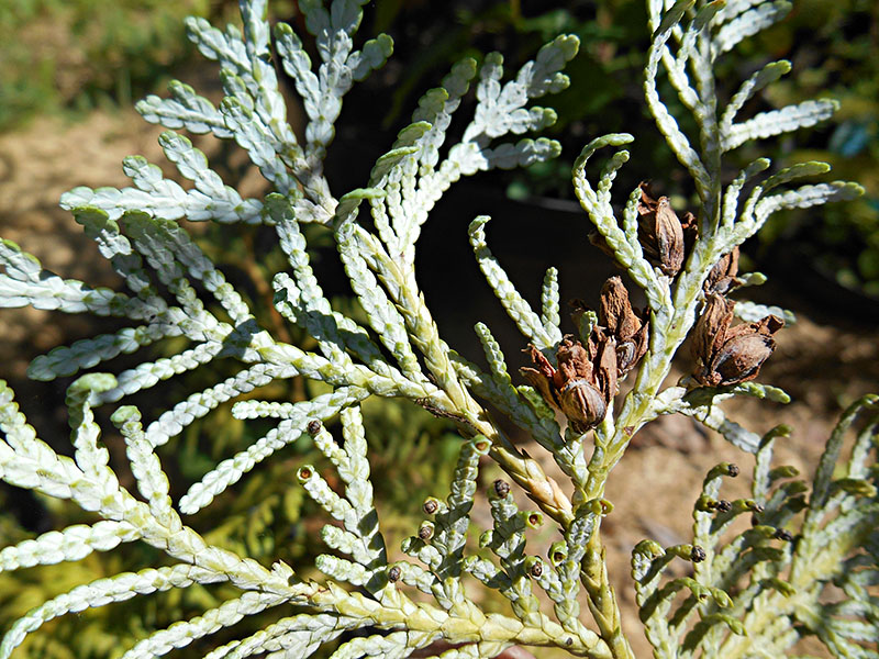 Туя корейская (Thuja koraiensis)