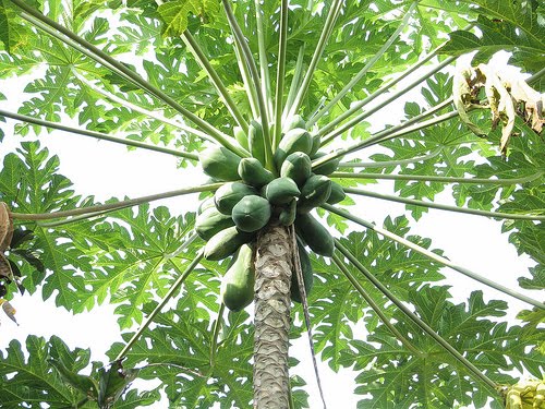 KLASIFIKASI TUMBUHAN BERBIJI Pepaya  Carica papaya 