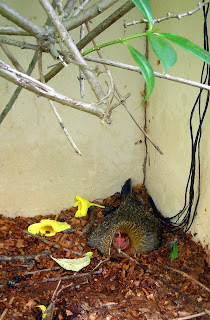 bantam hen sitting on eggs