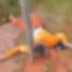VÍDEO: Homem morre após ser eletrocutado durante furto de fios no interior do AM