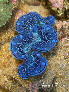 Tridacna maxima