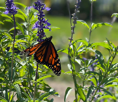 Close-up of a black and orange monarch butterfly on the stem of blue salvia flowers in the garden at Old Economy Village.