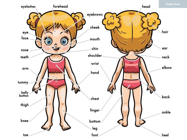 Female full body parts name with Picture download| ফিমেল ফুল বডি পার্ট নেইম ওইথ পিকচার ডাউনলোড