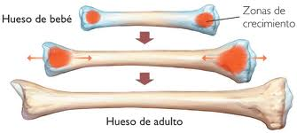 Resultado de imagen de parte donde crecen los huesos