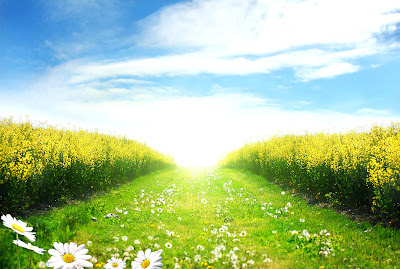  beautiful, blooming, blossom, blue, bright, camomile, chamomile, cloud, cloudscape, color, country, countryside, daisy, day, environment, farmland, field, flower, grass, green, horizon, idyllic, land, landscape, lane, lush, meadow, nature, nobody, non-urban, outdoors, pasture, plant, road, roadside, rural, scene, scenery, season, sky, spring, summer, sun, sunlight, sunny, sunset, trees, vibrant, wildflower, yellow