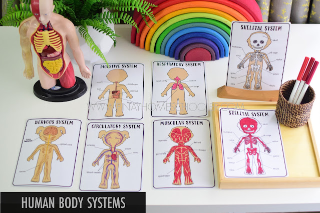 Learning about the Human Body Systems 