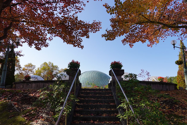 鳥取県西伯郡南部町鶴田　とっとり花回廊　紅葉の美