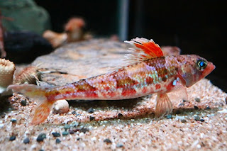 Japanese aulopus