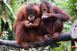 orangutans