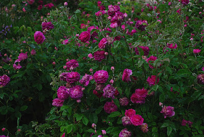 Rosa Cardinal Richelieu Cardinal de Richelieu