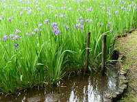 陸生はアヤメ･水生は杜若で区別するが専門の方は葉･茎･花形で見分けるようだ！