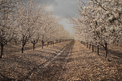 Almond trees in blossom (Credit: Ran Berkovich/Unsplash)