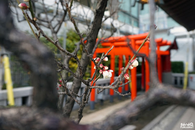 梅の花、鏡天満宮、福岡