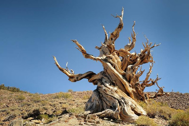 Las formas extrañas de los pinos es común en árboles centenarios o muy antiguos