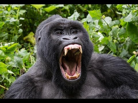 Los 5 animales más fuertes de la tierra: