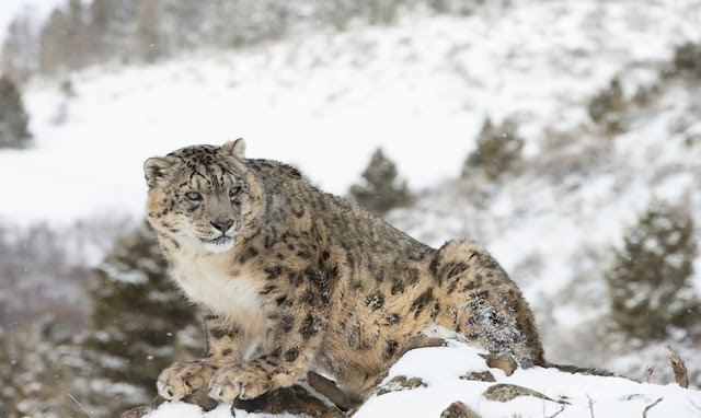 Snow Leopard