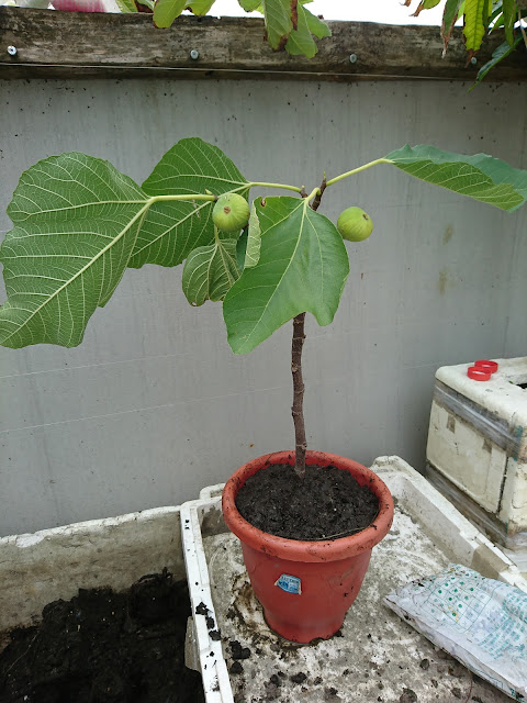 高壓東南亞無花果定植