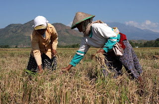 amalan para petani untuk menamam padi