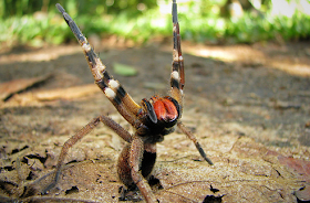 Brazilian Wandering Spider (Phoneutria nigriventer)