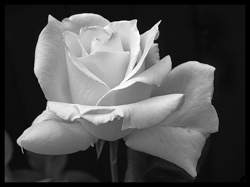 Black And White Rose Wallpaper