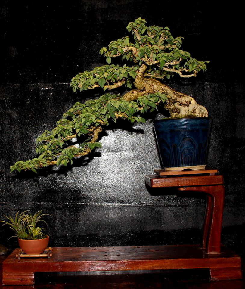 Inspirasi Gambar Bonsai Pohon Wareng
