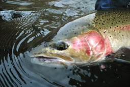 Summer Steelhead Crash Coarse