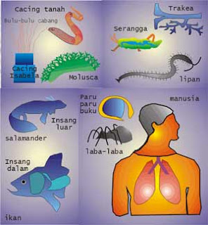 Sistem Pernafasan/Respirasi Pada Hewan Vertebrata Dan Invertebrata