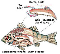 DUNIA PERIKANAN GAMBAR  BAGIAN  TUBUH IKAN 