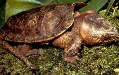 tortuga de cabeza ancha