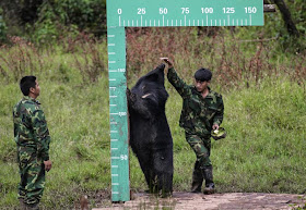 A staff member measures the height of a black bear at a national forest park in Puer, Yunnan province, China, November 16, 2014.REUTERS/Wong Campion