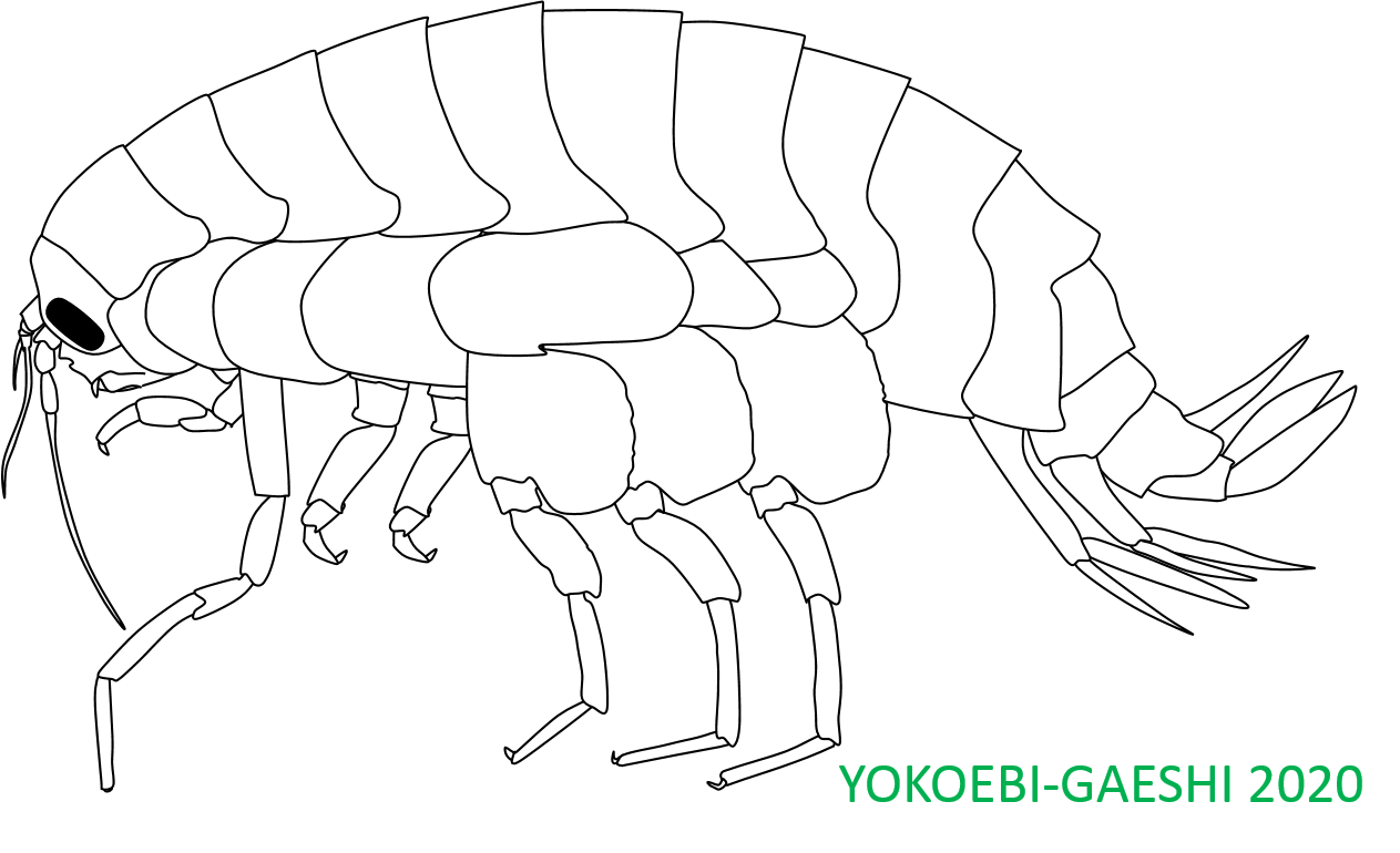 ヨコエビがえし 俺たち太ひげ海賊団 1月度活動報告