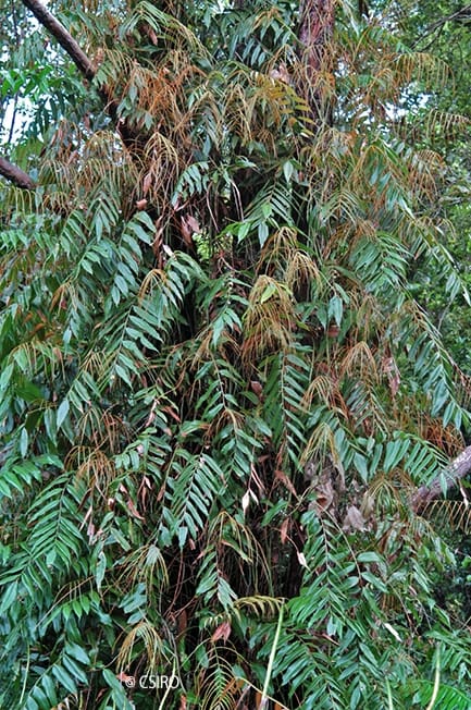 Стенохлена болотная (Stenochlaena palustris)