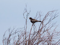 Ring Ouzel in song - Beeley Moor