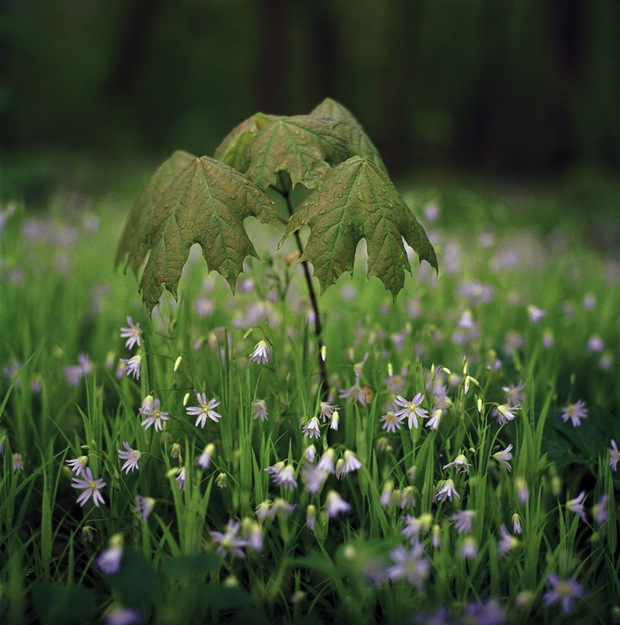 Green-field-and-flower