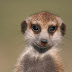 Suricate (Suricata suricatta)