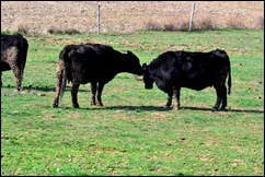 cow bath