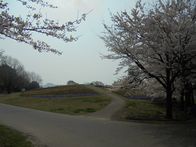 とっとり花回廊の花の丘のソメイヨシノ桜