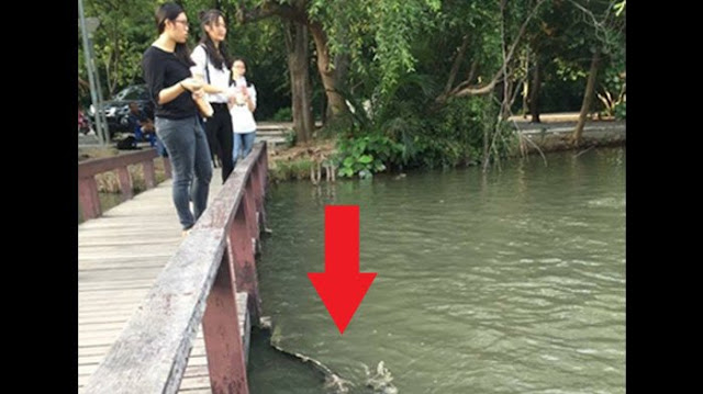 OMG Dikira hoax, foto Biawak raksasa di bawah jembatan ini ternyata asli dan bikin netizen heboh!
