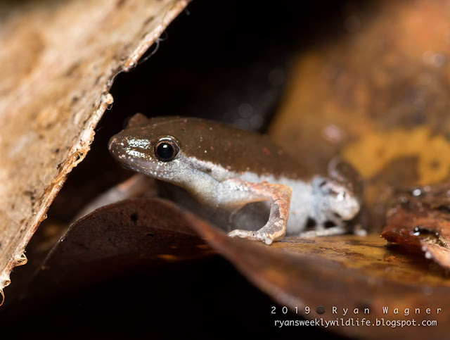 Herping for frogs in the Amazon Rainforest