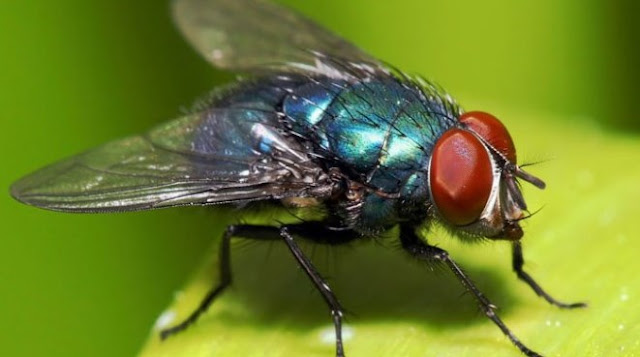 Racun Dan Obat Pada Lalat - Thibbun Nabawi