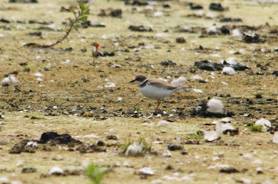 Lytse Bûnte Wilster - Kleine Plevier - Charadrius dubius