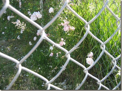 Chain Link Roses