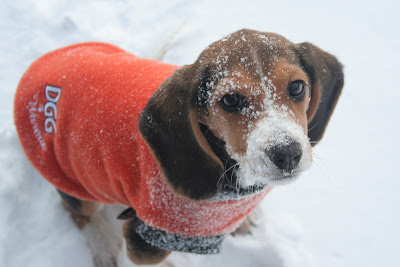 Quinn running in the snow!