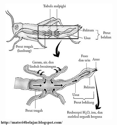 Penjelasan Lengkap Sistem Ekskresi pada Hewan Invertebrata Penjelasan Lengkap Sistem Ekskresi pada Hewan Invertebrata